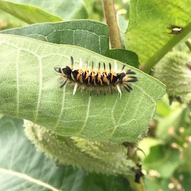 types fuzzy caterpillar