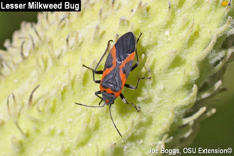 The Milkweed Insects