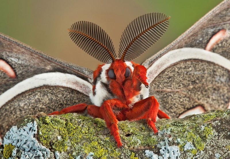 National Moth Week North America 039 S Biggest Moth